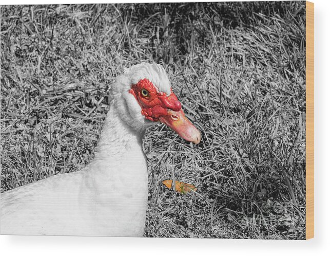 Balabon Village Wood Print featuring the photograph Muscovy Duck in Kartepe Mountains 4 by Bob Phillips