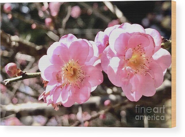 Plum Blossom Wood Print featuring the photograph Mutually Enlivening by Carmen Lam