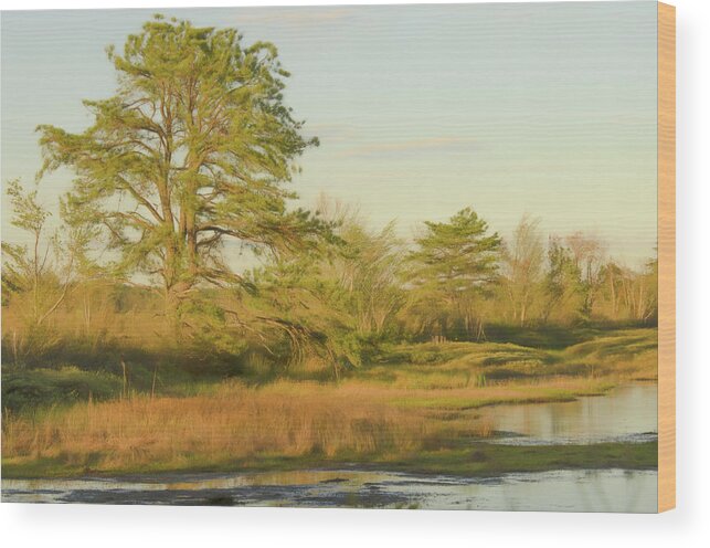 Pitch Pine Wood Print featuring the photograph My Favorite Pine 1 by Beth Venner