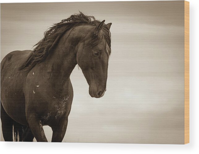 Wild Horses Wood Print featuring the photograph My Thoughts are My Own by Mary Hone