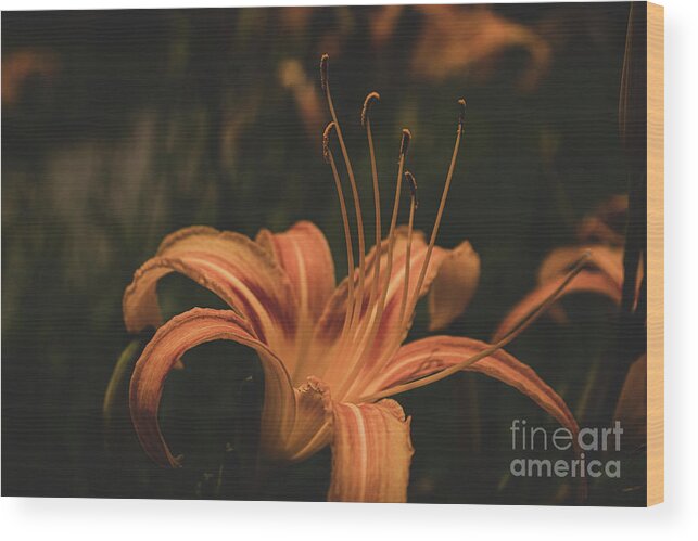 Flower Wood Print featuring the photograph Mysterious Daylily by Adelaide Lin