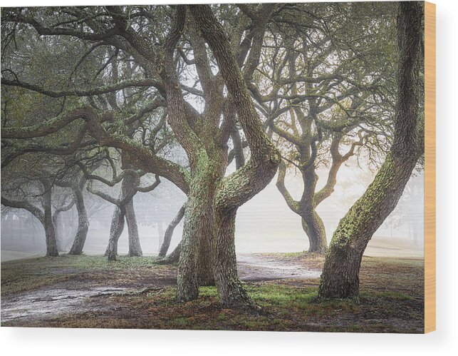 Foggy Trees Wood Print featuring the photograph Mysterious Path by Jordan Hill