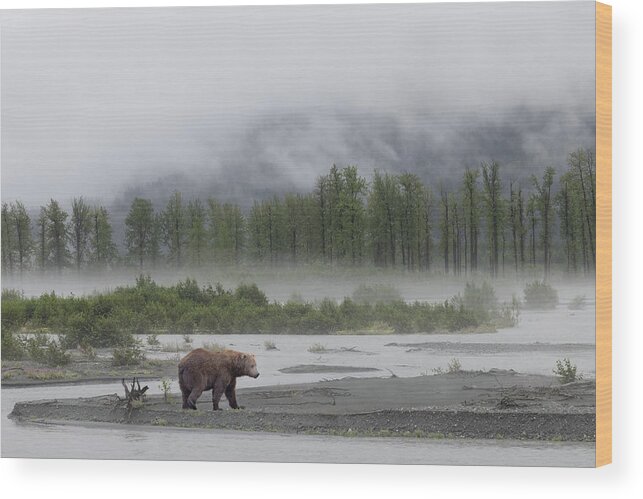 Alaska Wood Print featuring the photograph Mystical Bear by Cheryl Strahl