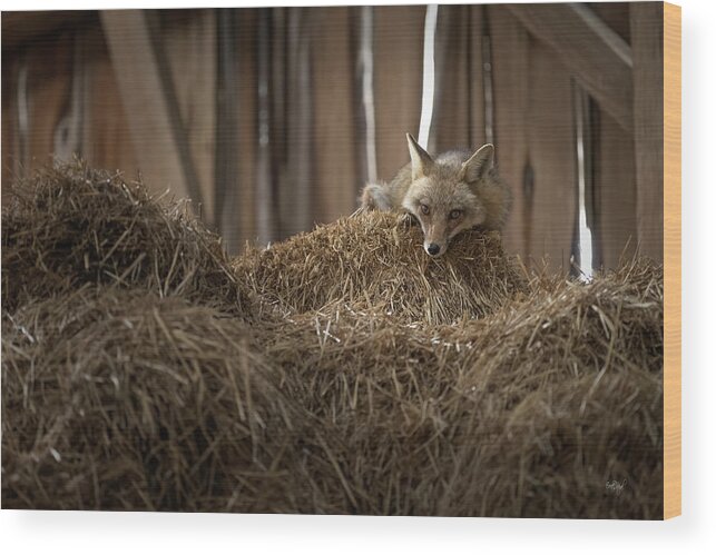 Fox Wood Print featuring the photograph Napping In The Hay by Everet Regal