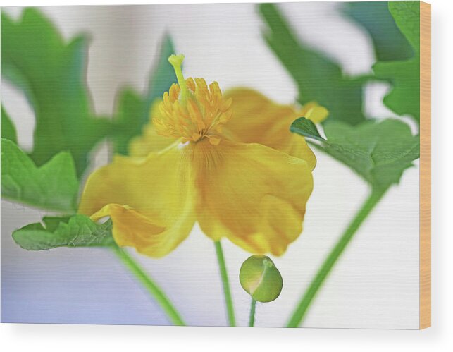 Wood Poppy Wood Print featuring the photograph Native Wood Poppy by Debbie Oppermann