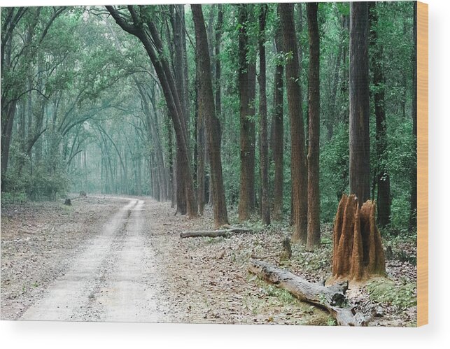 Trees Wood Print featuring the photograph The Path Less Understood by Puttaswamy Ravishankar