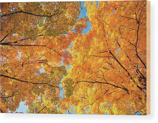 Fall Wood Print featuring the photograph Nature's Veins by Greg Fortier