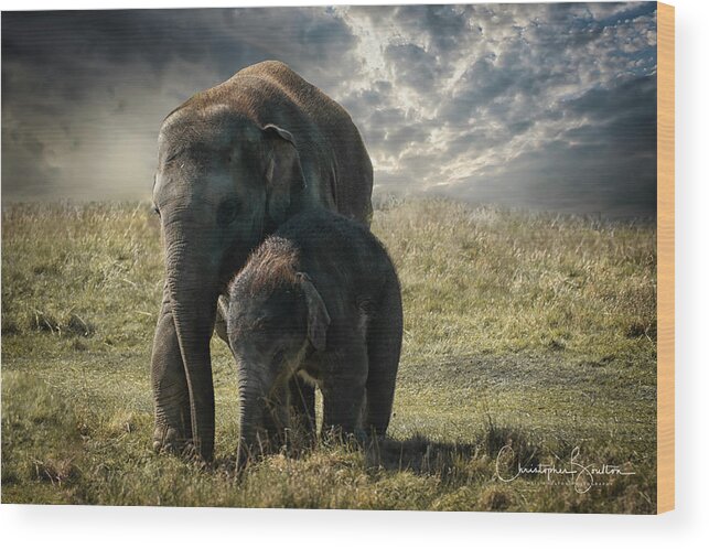 Elephant Wood Print featuring the photograph Never Forget by Chris Boulton