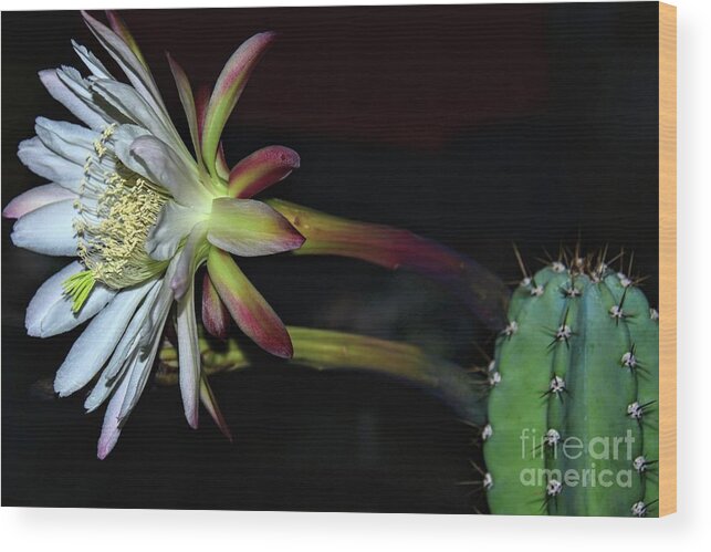 Cereus Repandus Wood Print featuring the photograph Night Flower by Angela J Wright