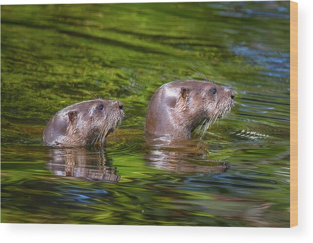 Otter Wood Print featuring the photograph North American River Otters by Mark Andrew Thomas