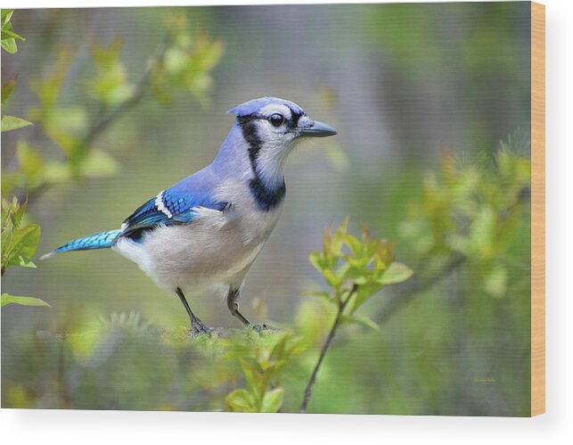 Blue Jay Wood Print featuring the photograph Northern Blue Jay by Christina Rollo