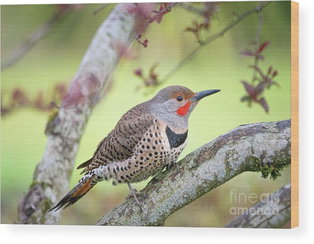 Woodpecker Wood Print featuring the photograph Northern Flicker by Craig Leaper