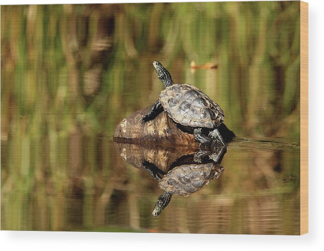 Turtles Wood Print featuring the photograph Northern Map Turtle by Debbie Oppermann