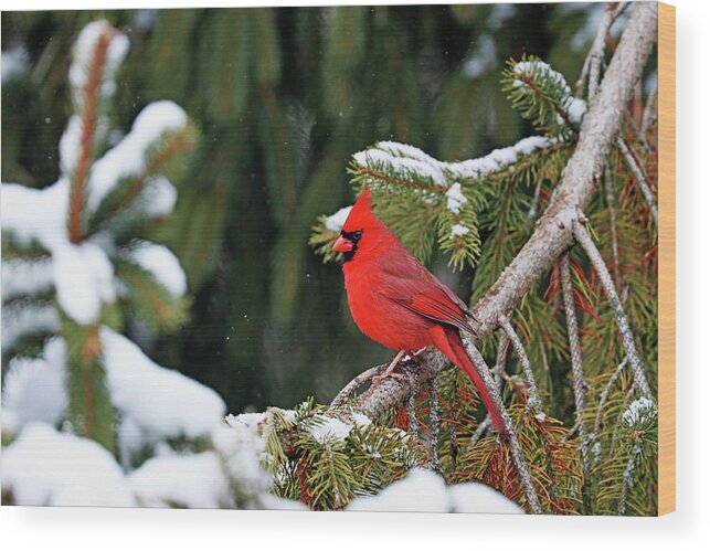 Northern Red Cardinal Wood Print featuring the photograph Northern Red Cardinal In Winter by Debbie Oppermann