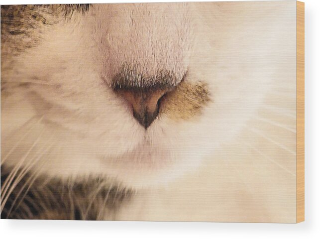 Cat Wood Print featuring the photograph Nose and Whiskers by Steve Ember