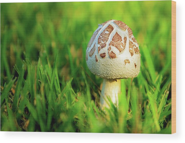 Mushroom Wood Print featuring the photograph Not A Full Bloom Mushroom by James Eddy