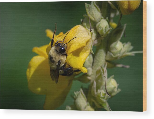 Bumblebee Wood Print featuring the photograph Not taking the Littles for Granted by Linda Bonaccorsi