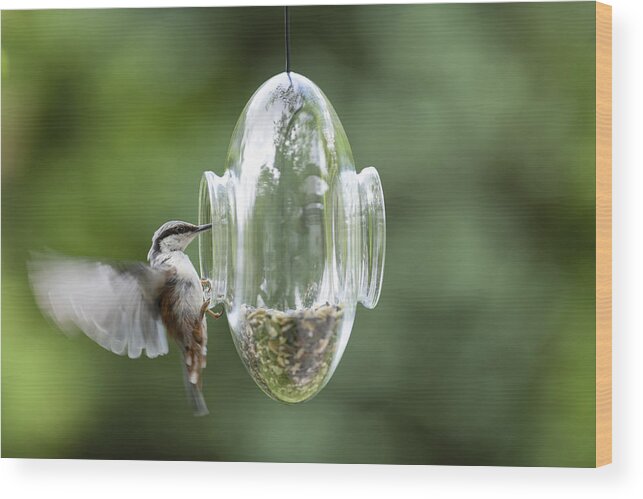 Songbird Wood Print featuring the photograph Nuthatch entering a transparent glass feeder in my front yard in early summer by Silkfactory