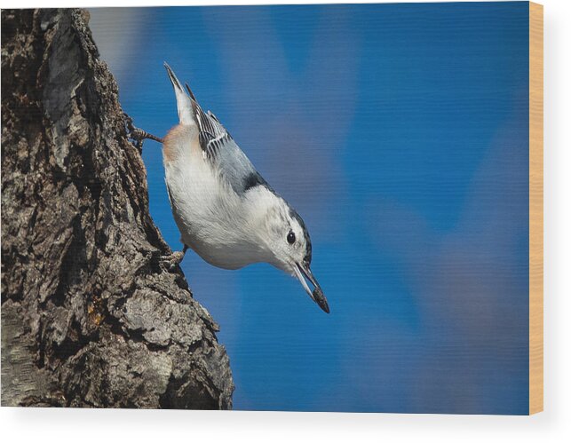 Bird Wood Print featuring the photograph Nuthatch's Dinner by Linda Bonaccorsi