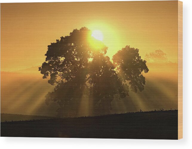 Sunrise Wood Print featuring the photograph Oak Sunrise - Tompkins Center, Michigan USA by Edward Shotwell