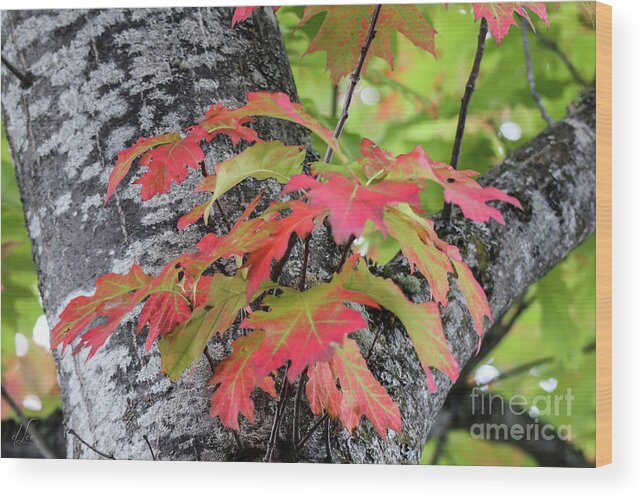 Fall Wood Print featuring the photograph Oak Tree Colors by D Lee