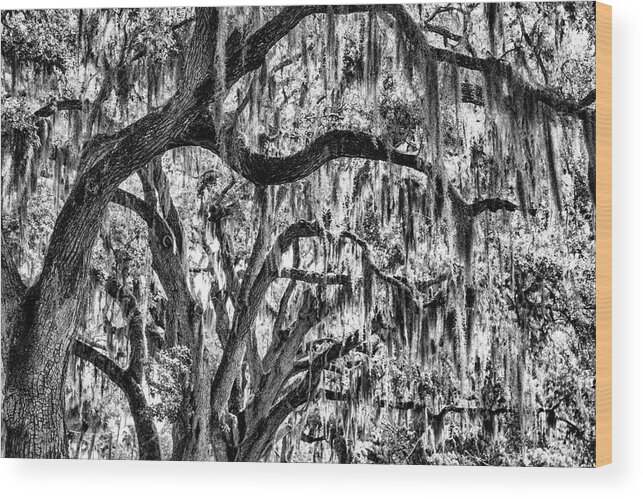 Moss Wood Print featuring the photograph Oak Trees Spanish Moss by Robert Wilder Jr