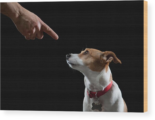 Pets Wood Print featuring the photograph Obedient Dog by PM Images