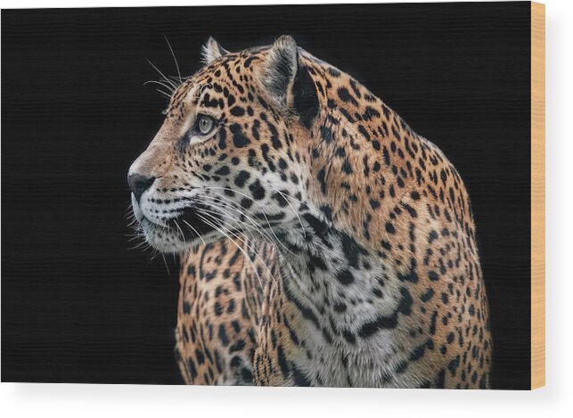 Cats Wood Print featuring the photograph Observant Jaguar by Elaine Malott