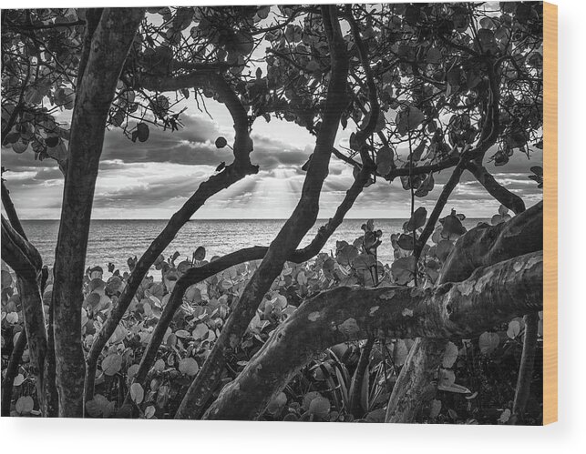 Beach Wood Print featuring the photograph Ocean View Through Seagrape Trees BW by Laura Fasulo