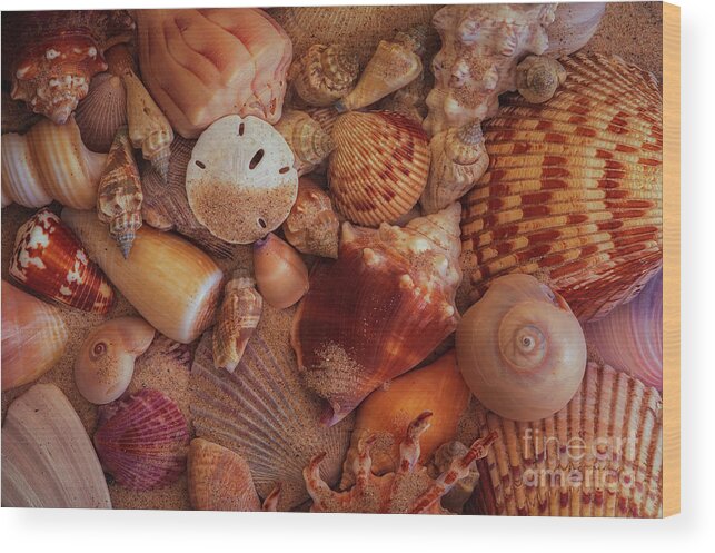 Beach Wood Print featuring the photograph Oceanside Beach House Seashell Collection by Mark Graf