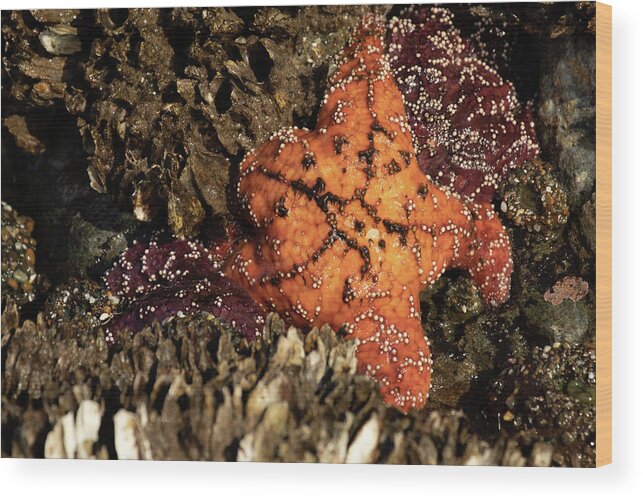 Bandon Wood Print featuring the photograph Ochre Star by Catherine Avilez