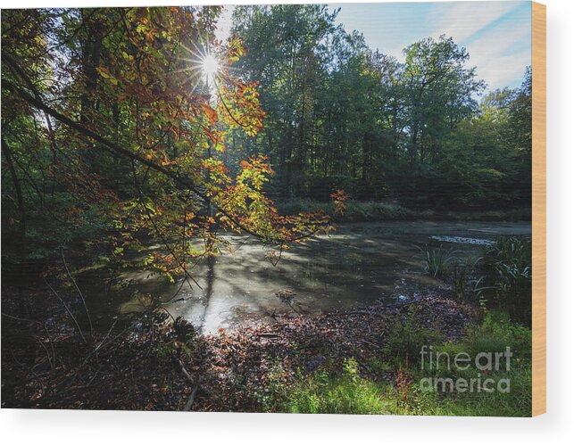 October Wood Print featuring the photograph October Gold by Eva Lechner