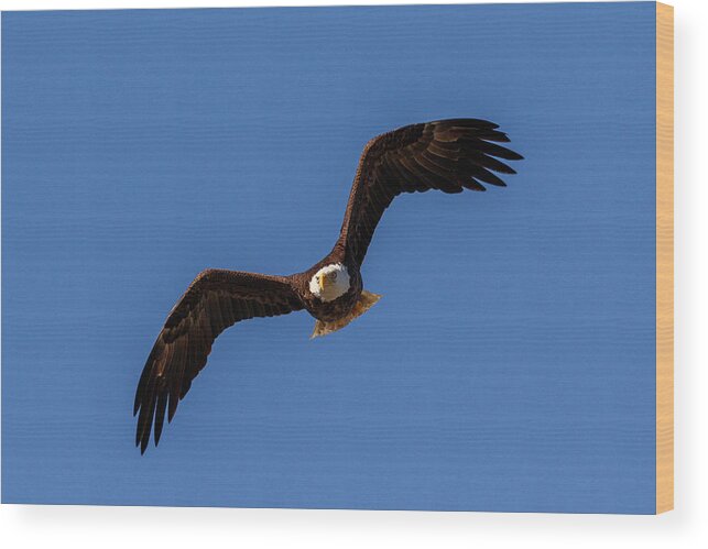 Eagle Wood Print featuring the photograph Off and Flying by Les Greenwood