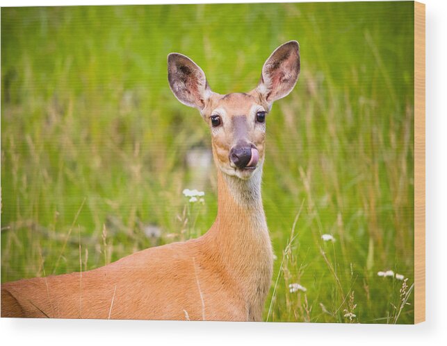 Deer Wood Print featuring the photograph Oh Deer by Bonny Puckett