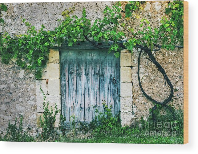 Door Wood Print featuring the photograph Old door with vine by Delphimages Photo Creations