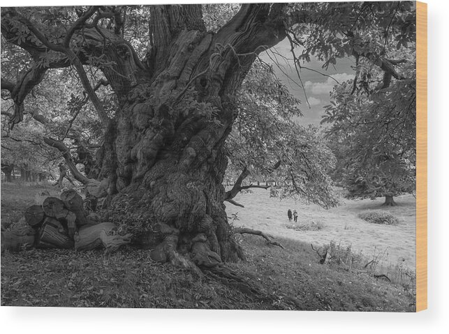 Trees. Old Trees Wood Print featuring the photograph Old spanish chestnut tree 1 by Remigiusz MARCZAK
