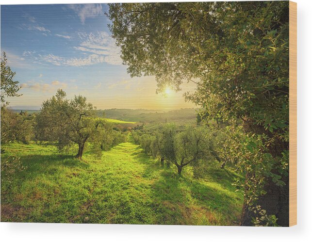 Olive Wood Print featuring the photograph Olive grove at sunset. by Stefano Orazzini