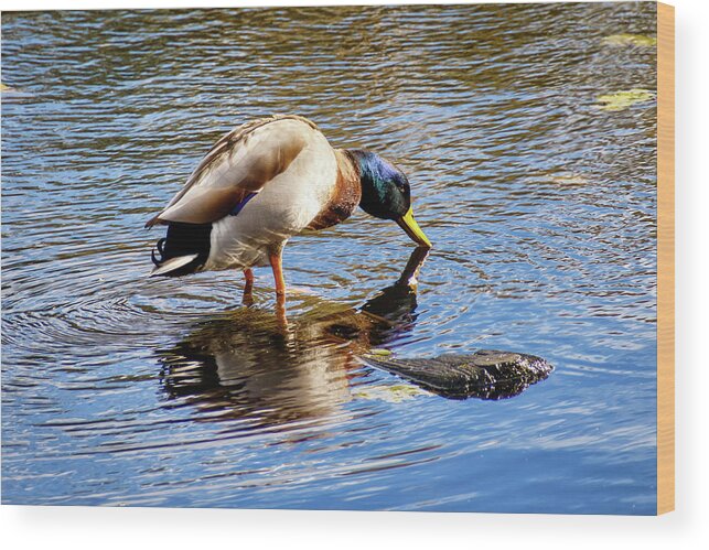 Juanita Bay Park Wood Print featuring the photograph On Reflection by Phyllis McDaniel