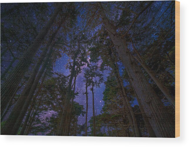 Forest Wood Print featuring the photograph On Such A Winter's Night by Derek Dean