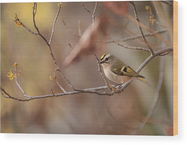 Bird Wood Print featuring the photograph On the Fly by Linda Bonaccorsi