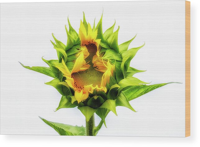 Sunflower Wood Print featuring the photograph Opening by Karen Smale