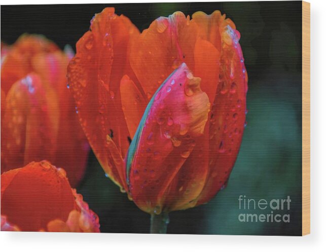 Floral Wood Print featuring the photograph Orange and Wet by Diana Mary Sharpton