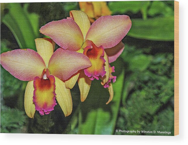 Orange Wood Print featuring the photograph Orange Cattleya Orchid by Winston D Munnings
