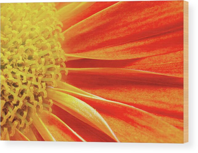 Autumn Wood Print featuring the photograph Orange flower by Viktor Wallon-Hars