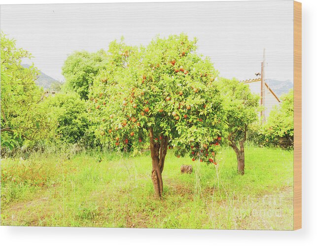 Orange Wood Print featuring the photograph Orange Garden by Anastasy Yarmolovich