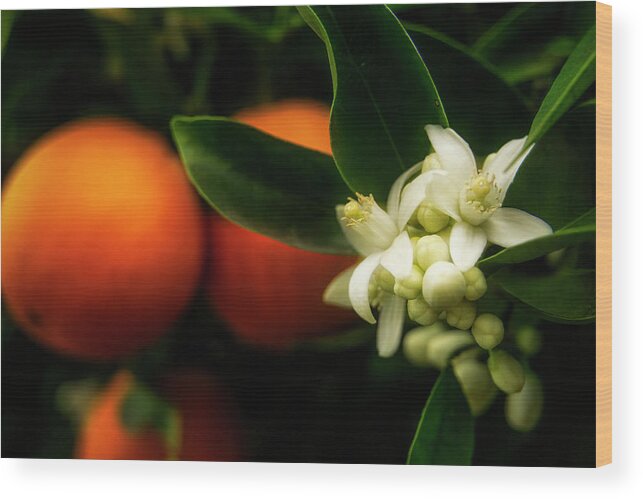 Oranges Wood Print featuring the photograph Oranges and Blossoms by Lindsay Thomson