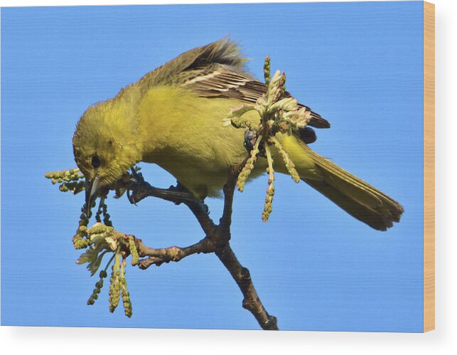 Bird Wood Print featuring the photograph Orchard Oriole at Patrick Marsh by Chris Pappathopoulos