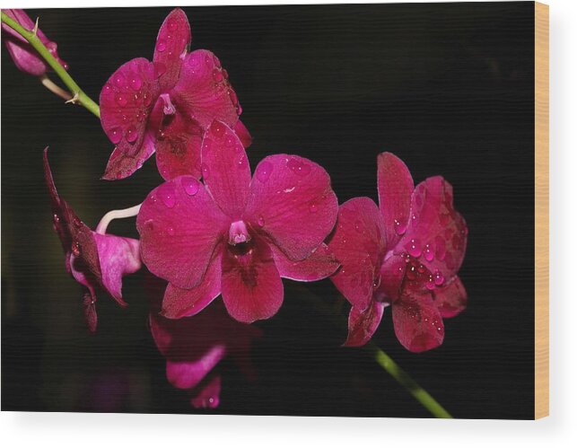 Orchid Wood Print featuring the photograph Orchid and Morning Due by Mingming Jiang