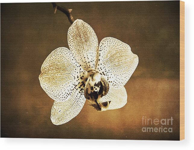 Dark Orchid Wood Print featuring the photograph Orchid in sepia by Ramona Matei