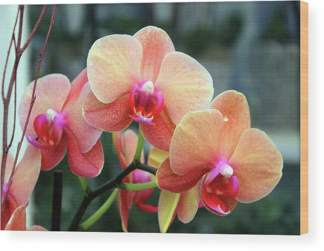 Orchid Wood Print featuring the photograph Orchid Peach by Carolyn Stagger Cokley